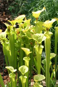 yellow pitcherplant