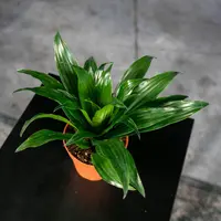 Dracaena