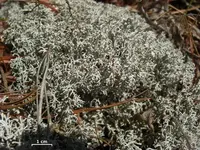 gray reindeer lichen