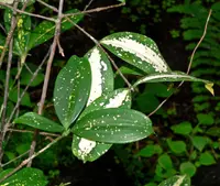 Gold dust dracaena (Dracaena surculosa) plant
