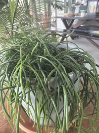 Mistletoe Cactus photo by a Botan App user