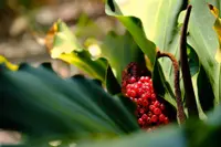 Anthurium plowmanii berry