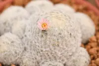 Powderpuff cactus