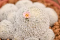 Powderpuff cactus