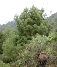 Smooth-bark Mexican Pine