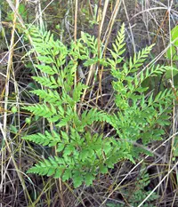 pineland fern