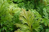 variegated spikemoss (Selaginella martensii) plant