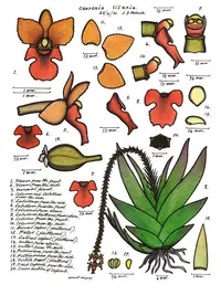 Soldier's crest orchid (Oberonia titania) plant