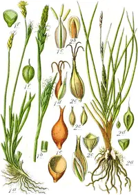 barley sedge (Carex hordeistichos) plant