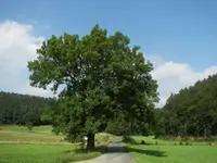 European ash