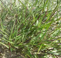 creeping bentgrass