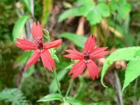 fire pink (Silene virginica) plant
