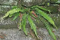 Rasp fern (Blechnum parrisiae) plant