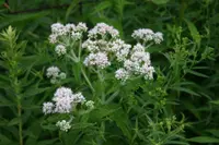 common boneset (Eupatorium perfoliatum) plant
