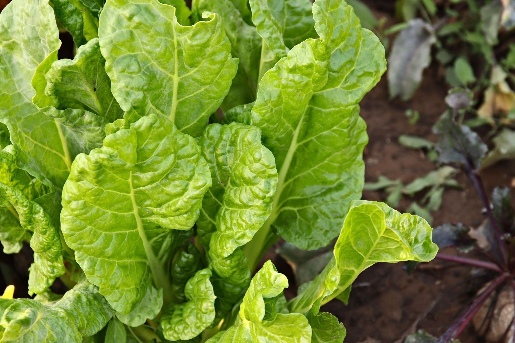 Spinach