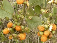 yellow Himalayan raspberry
