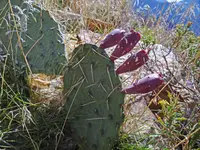 twistspine pricklypear (Opuntia macrorhiza) plant