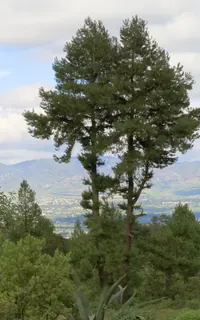 Chihuahua Pine