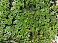 Selaginella lepidophylla