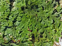 Selaginella lepidophylla