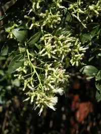 eastern baccharis (Baccharis halimifolia) plant