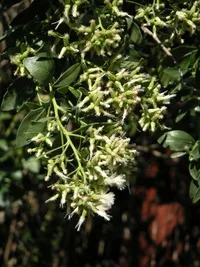 eastern baccharis