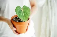 Philodendron gloriosum in the container