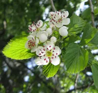 dotted hawthorn