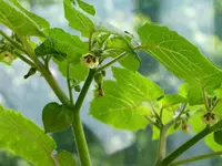 Tomatillo