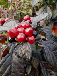 Ornamental Pepper