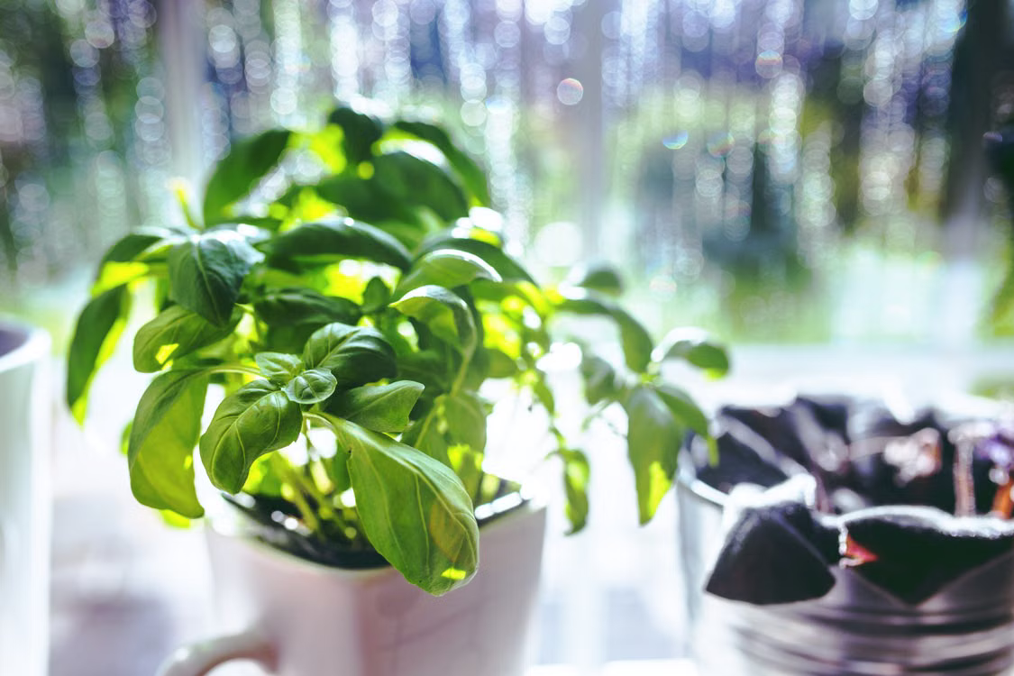 Best Plants That Repel Spiders - Basil