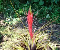 Tillandsia punctulata