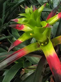 Guzmania squarrosa