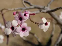bushman's poison