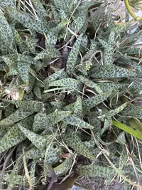 Silver squill photo by a Botan App user