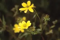 bearded beggarticks (Bidens aristosa) plant
