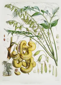 Decaisnea insignis