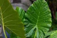 Colocasia esculenta 'Jack's Giant' leaves