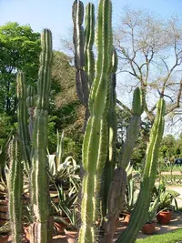 Cuddly cactus