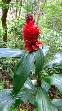 Costus spiralis