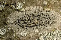 disc lichen