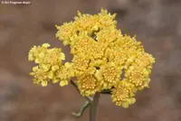Achillea falcata (Achillea falcata) plant