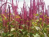 red amaranth