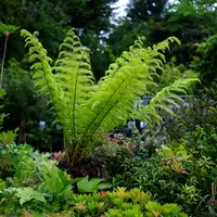 Hispidula dicksoniae (Hispidula dicksoniae) plant