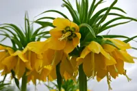Crown imperial