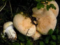 fused polypore