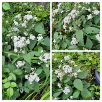White Snakeroot