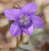 alpine violet (Viola labradorica) plant