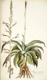 false aloe
