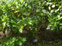 large-seeded coprosma